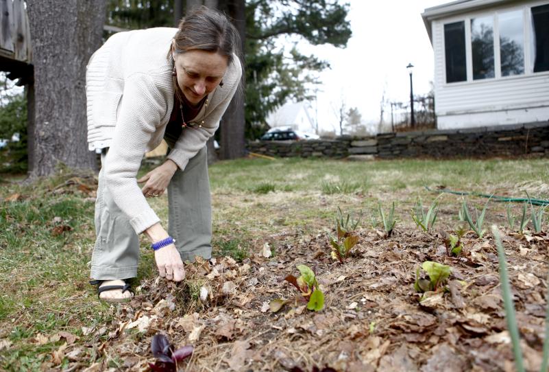 Sue Morello of Amherst weeds around a swiss chard plant while preparing her garden for spring planting. She is part of the group called Grow Food Amherst attempting to recruit 350 home gardeners.